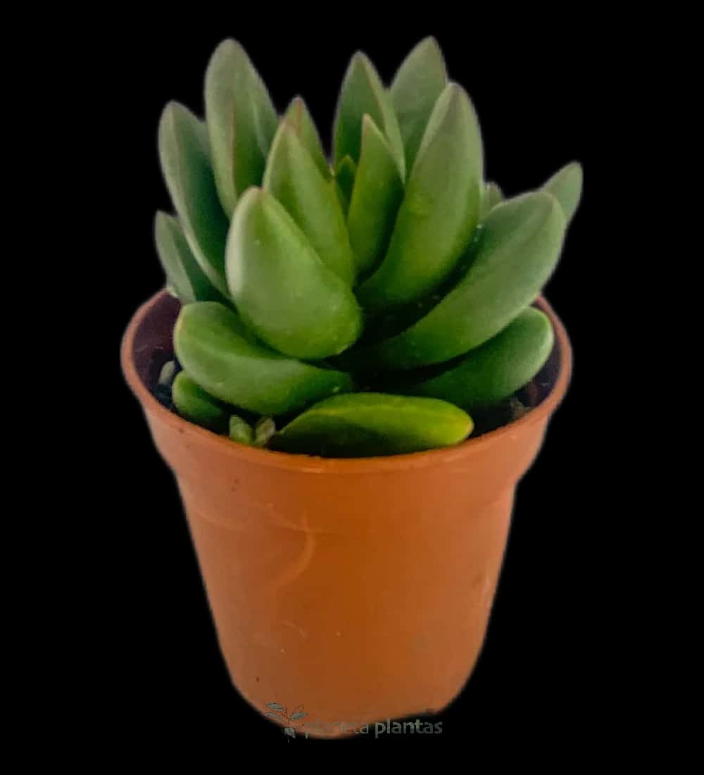 Sedum-Frühlingsglanz