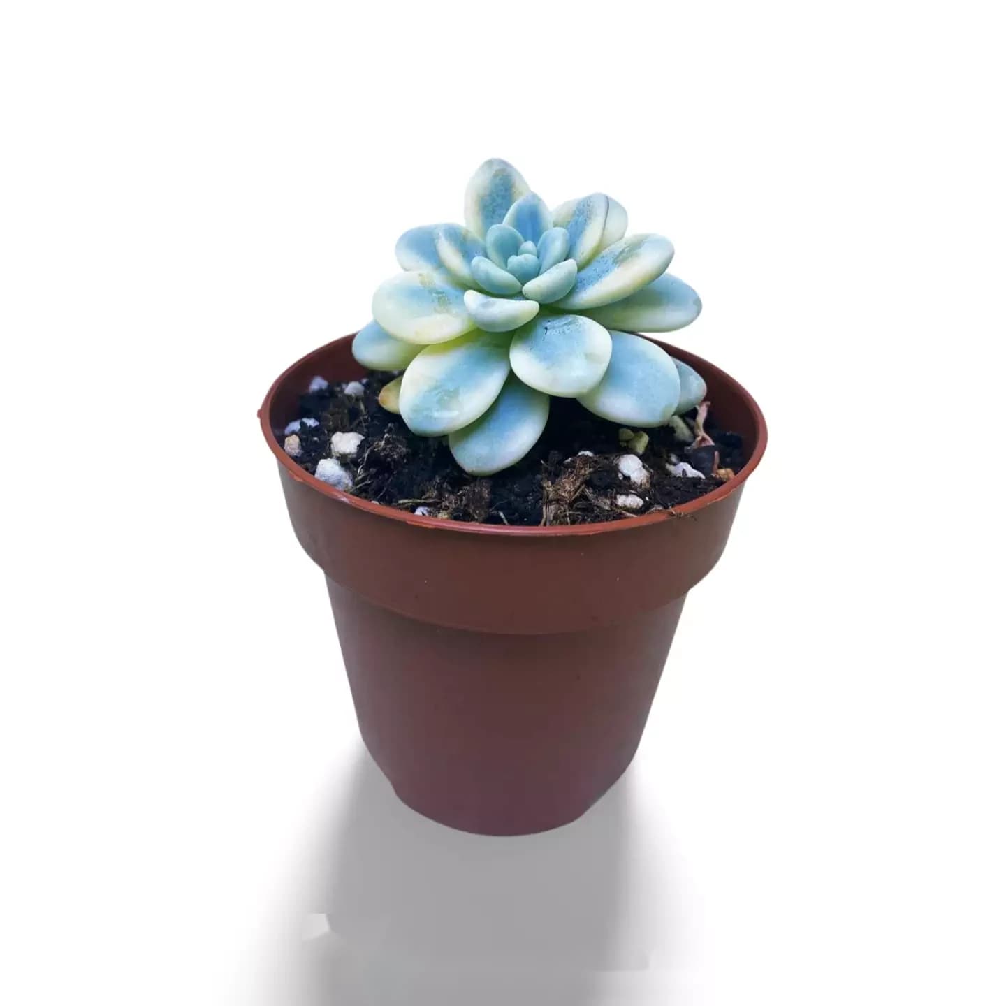 Sedum Clavatum Variegata