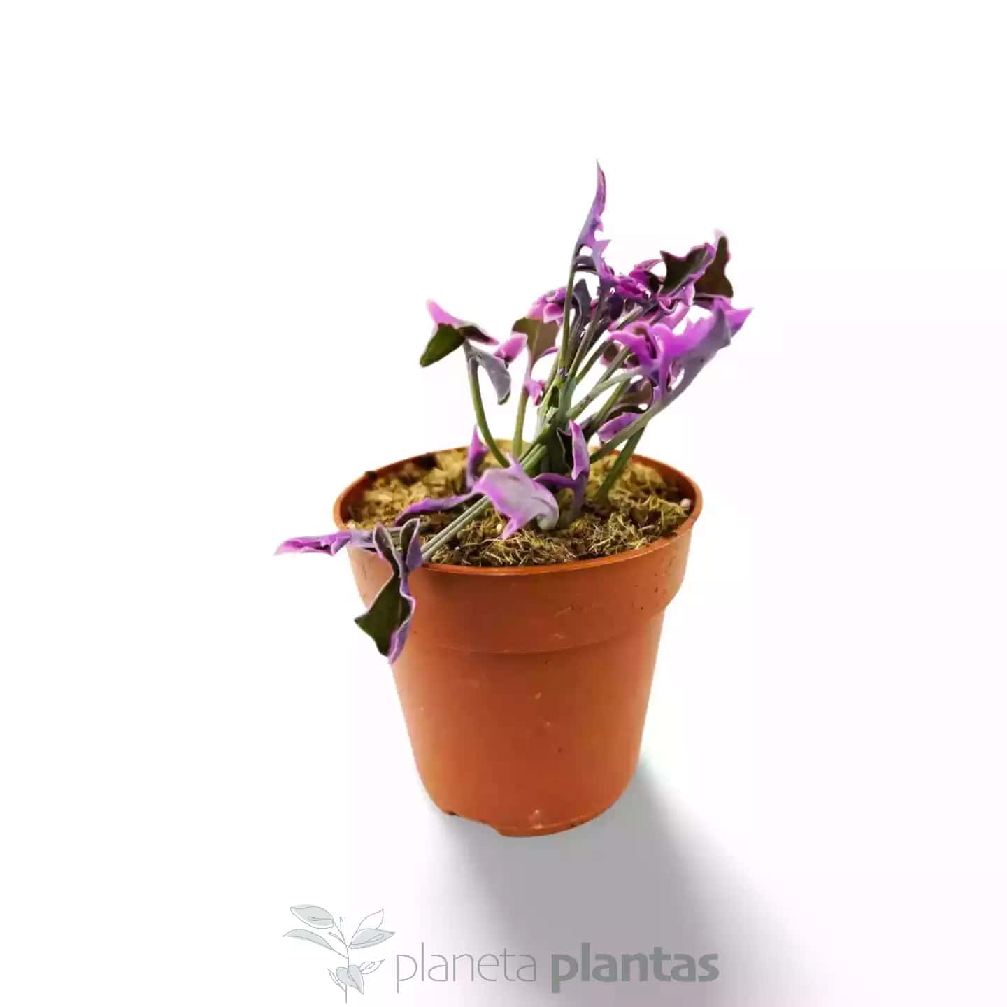 Senecio Articulatus Var