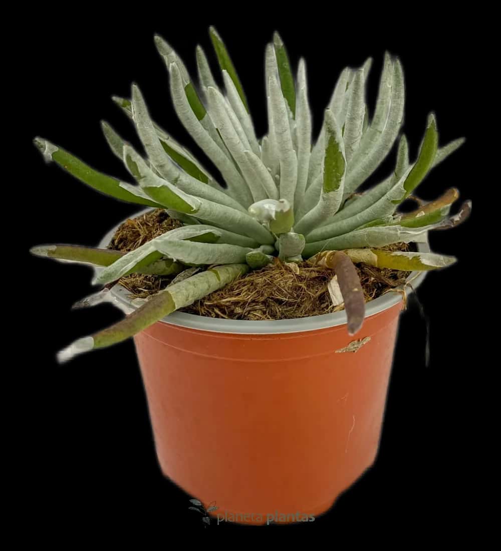 Senecio Scaposus