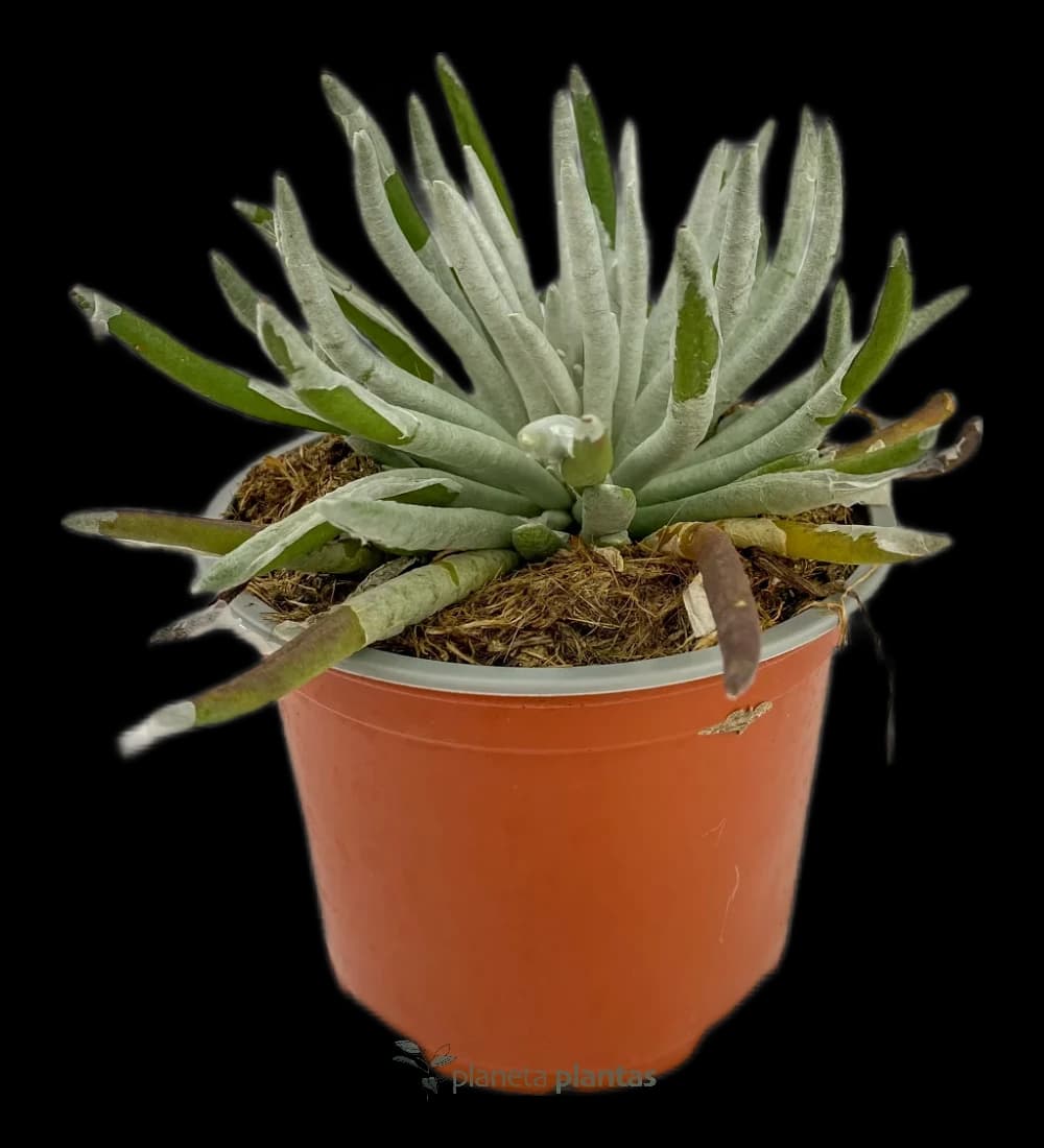 Senecio Scaposus