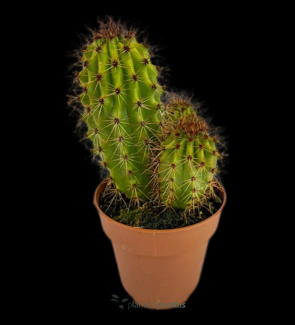 Süße Pitaya - (Stenocereus Thurberi)