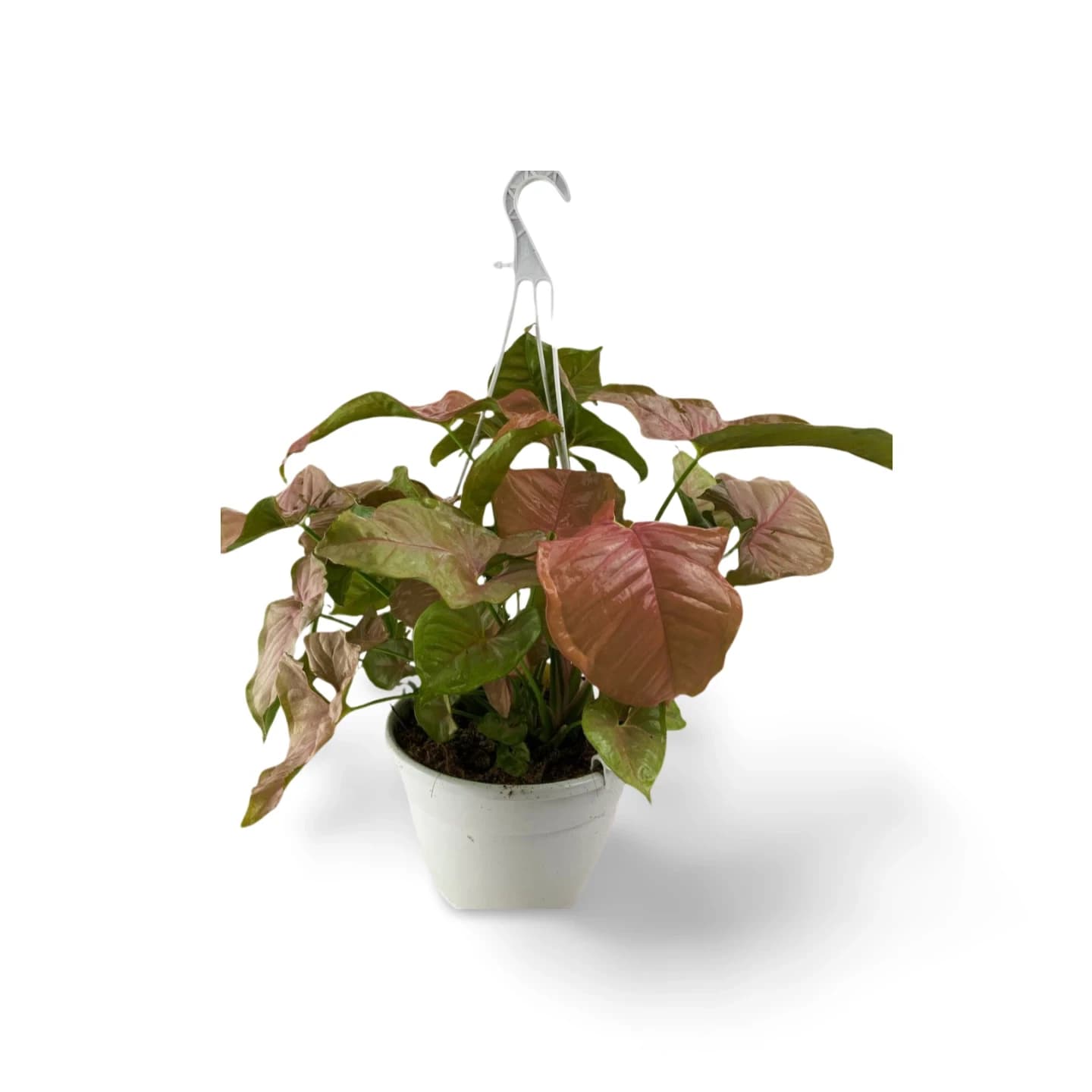 Syngonium Rotes Herz