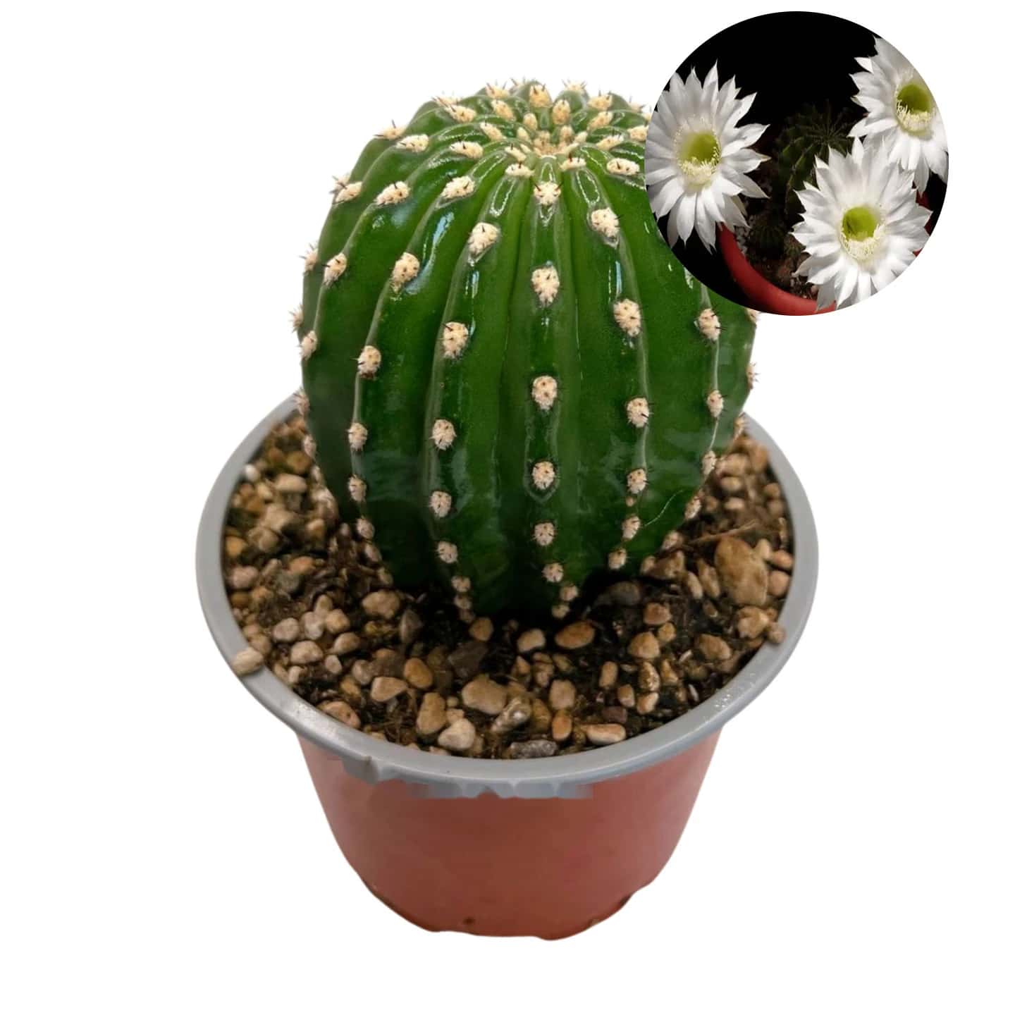 Trichocereus grandiflorus „Mille Fleurs“ – Weiße Fleur