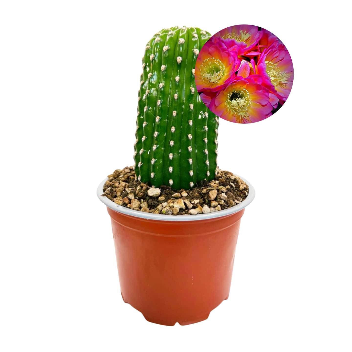 Trichocereus grandiflorus „Mille Fleurs“ – Blumenfarbe