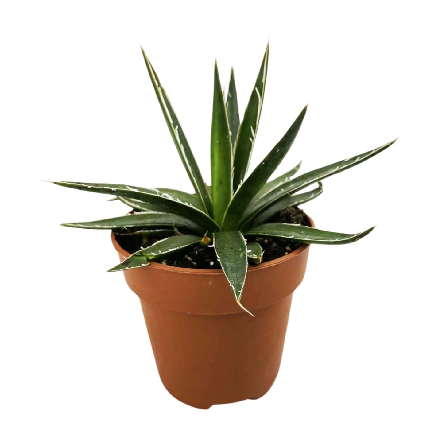 Agave parviflora