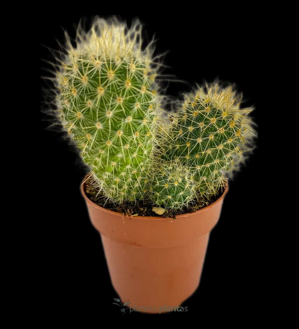Goldenes Fass - (Echinocactus Grusonii)