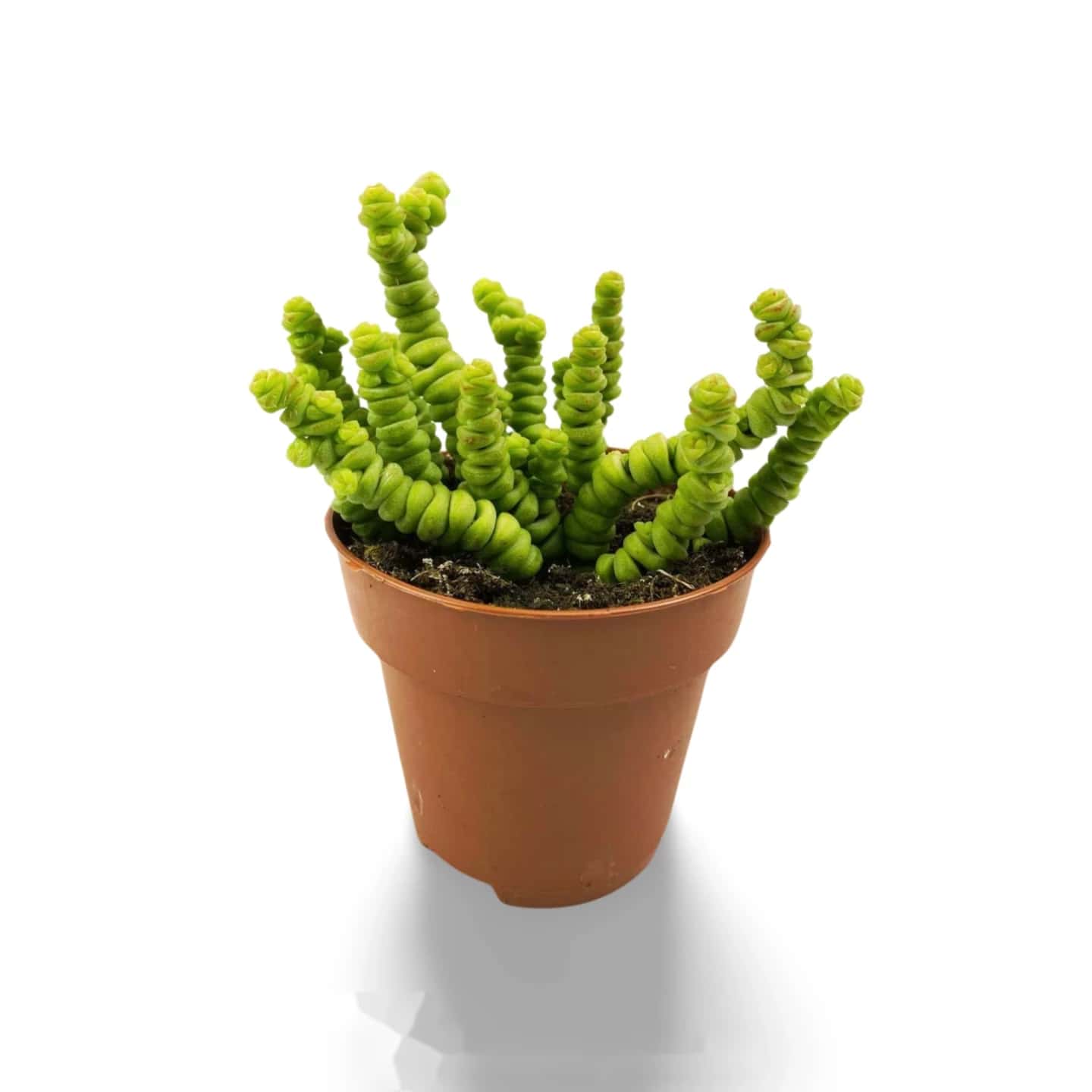 Crassula perforata