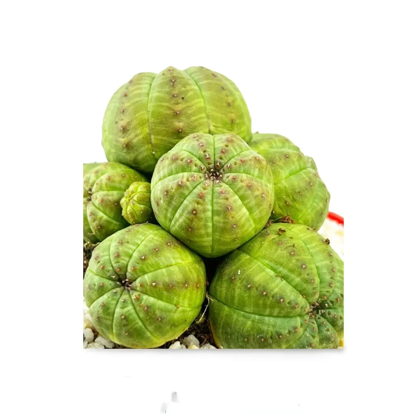Euphorbia Obesa-Sammlung