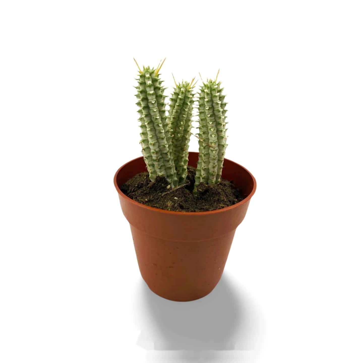 Euphorbia Mammillaris Variegata