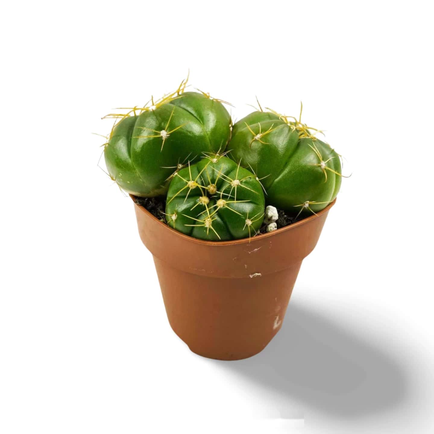 Gymnocalycium horstii