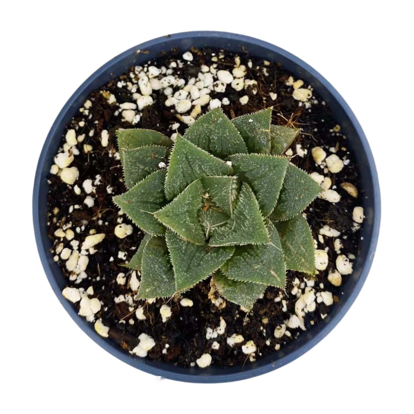 Haworthia Pygmaea