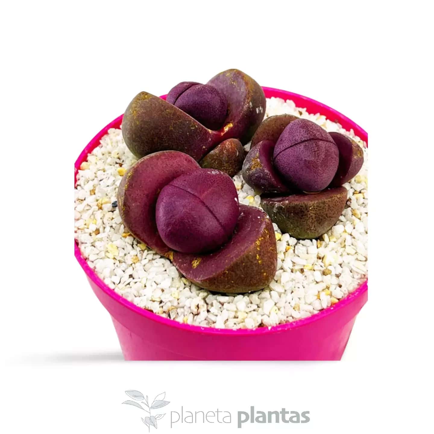 Leiospilos nelii Royal Flush