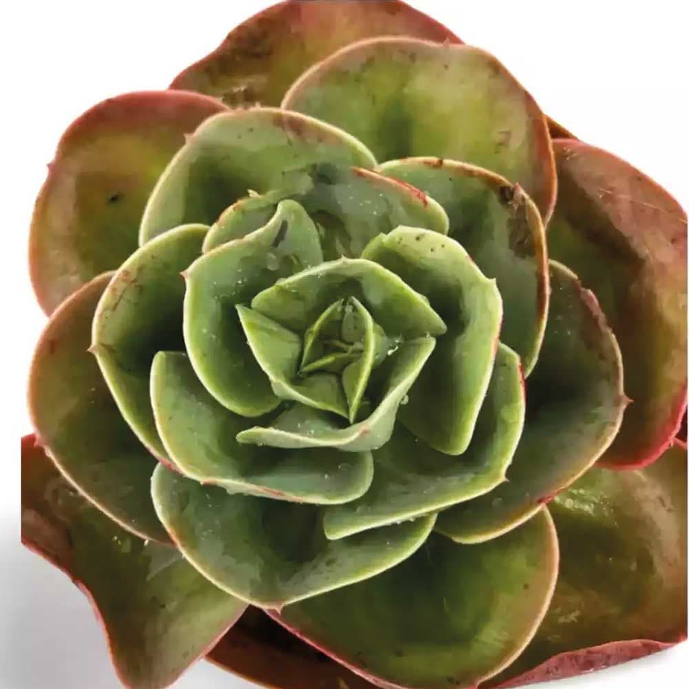 Echeveria Mandala