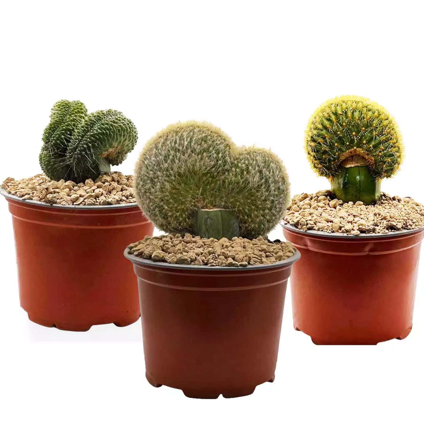 Cristata-Paket