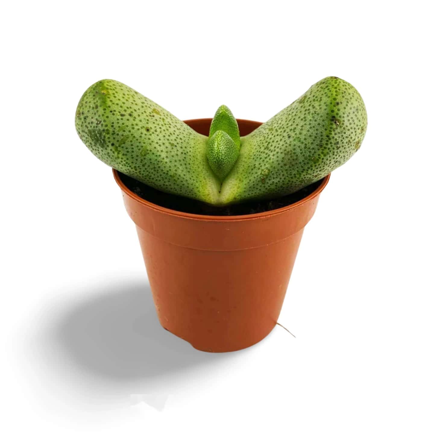 Pleiospilos nelii