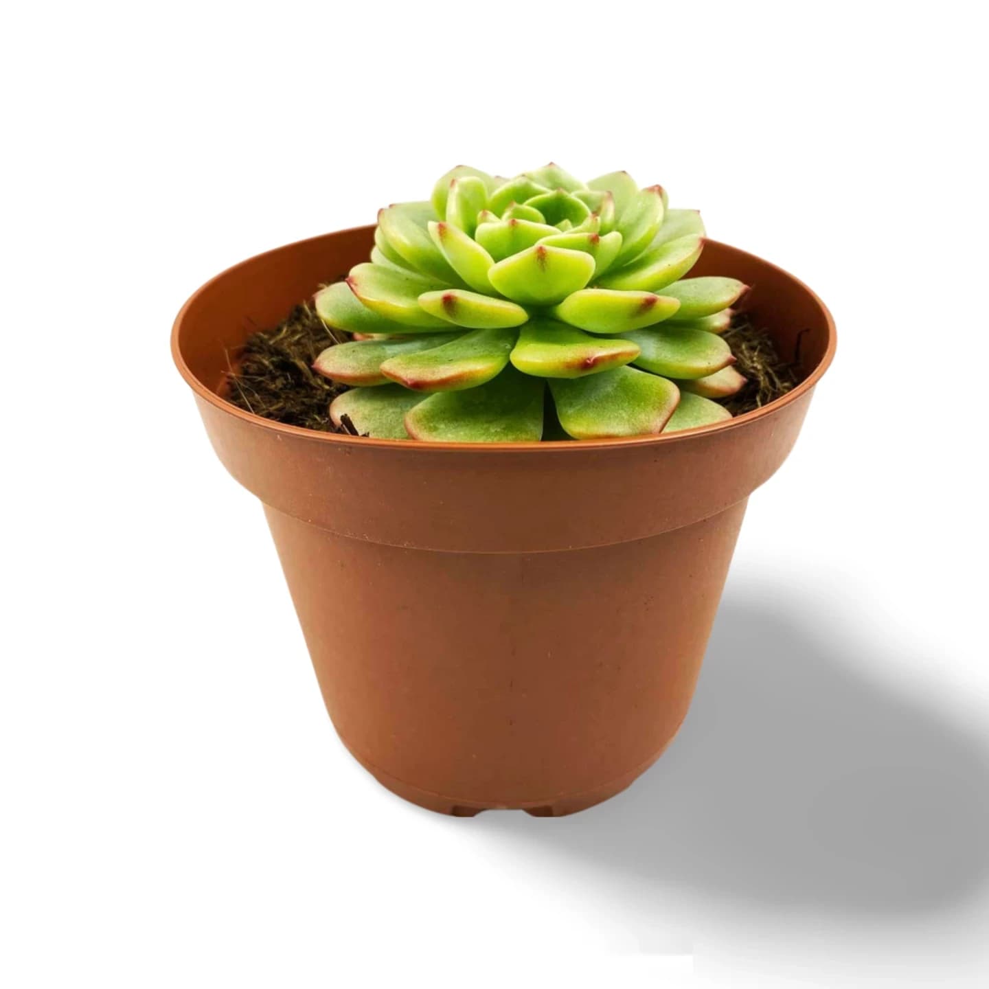 Sedeverie 'Letizia'