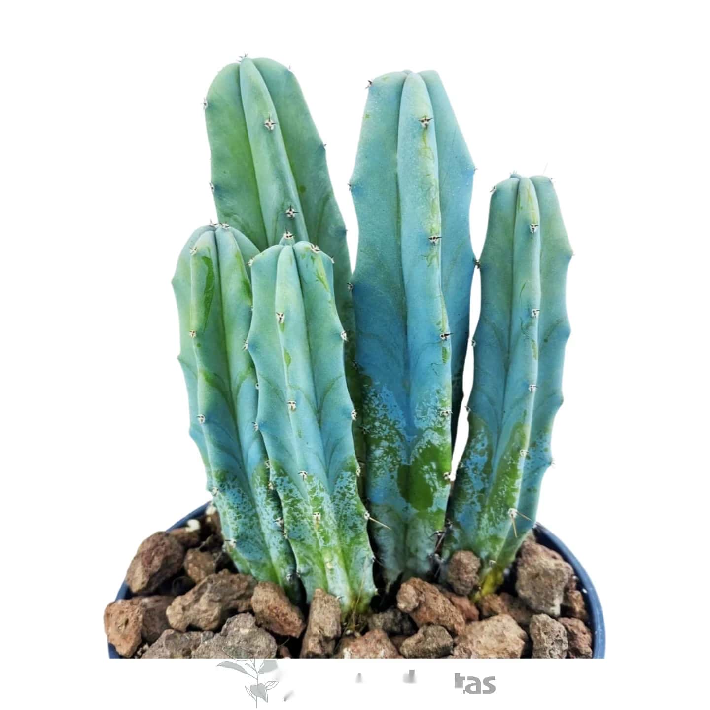Yrtillocactus Geometrizans