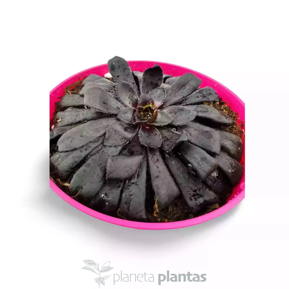 Aeonium Zwartkop Black Rose Var