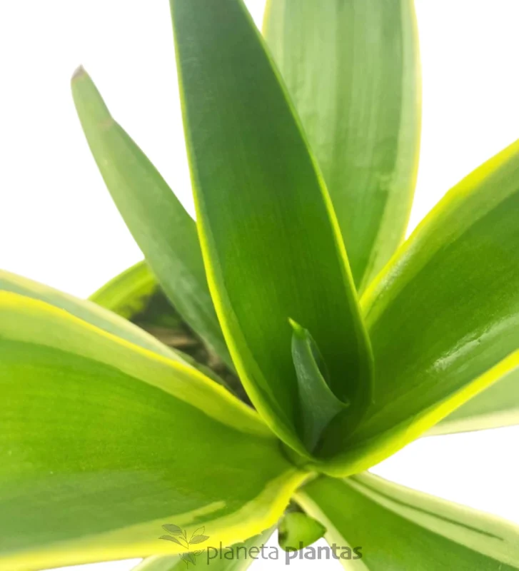 Agave Desmettiana variegata — weitere Ansicht