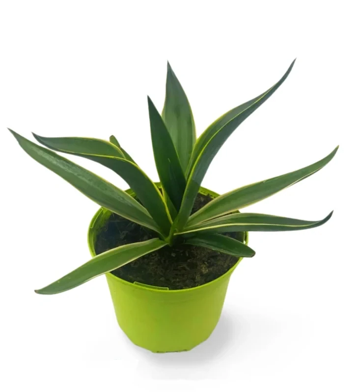 Agave Desmettiana variegata L