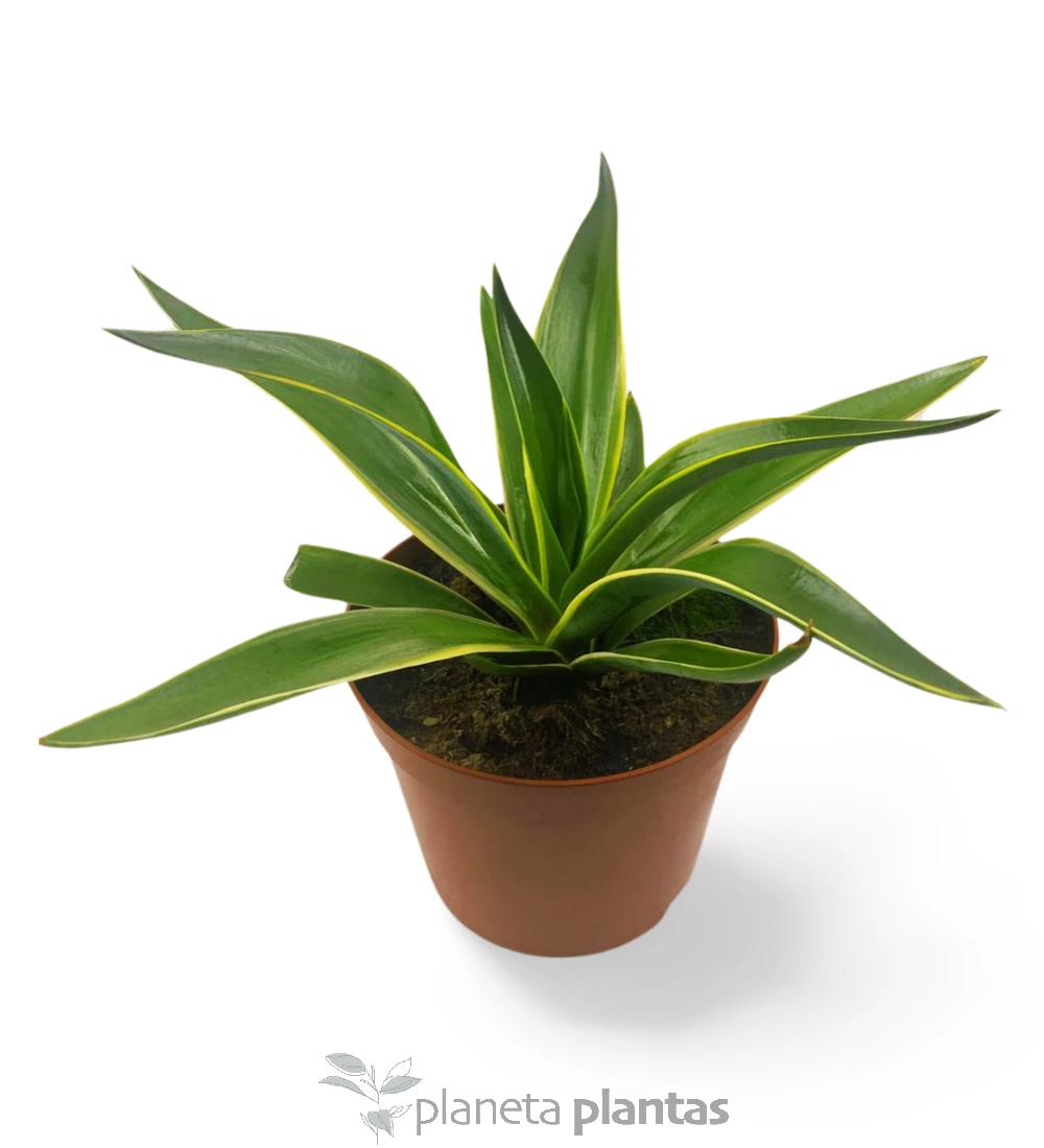 Agave-Desmettiana-variegata-M-1