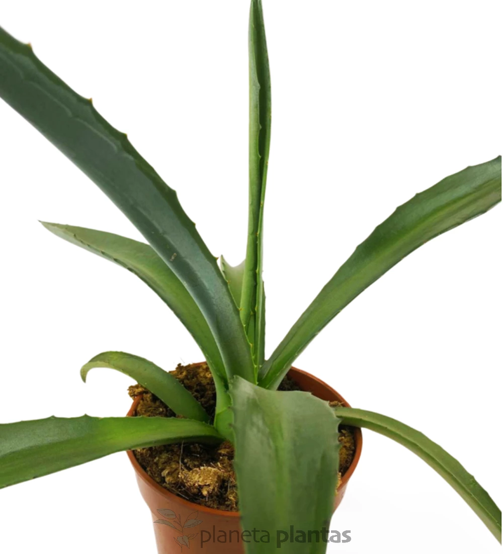 Agave-Fourcroydes-01