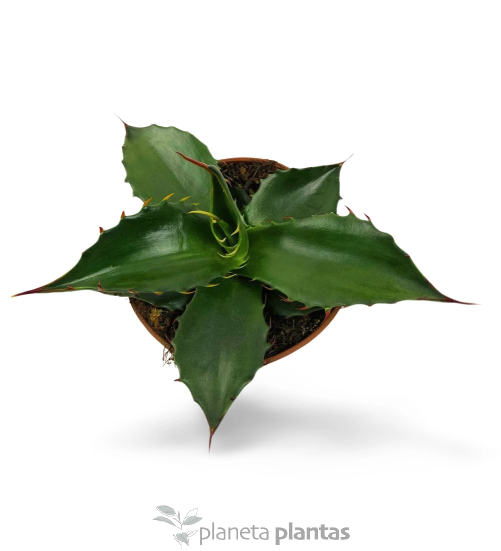 Agave Parryi huachucensis