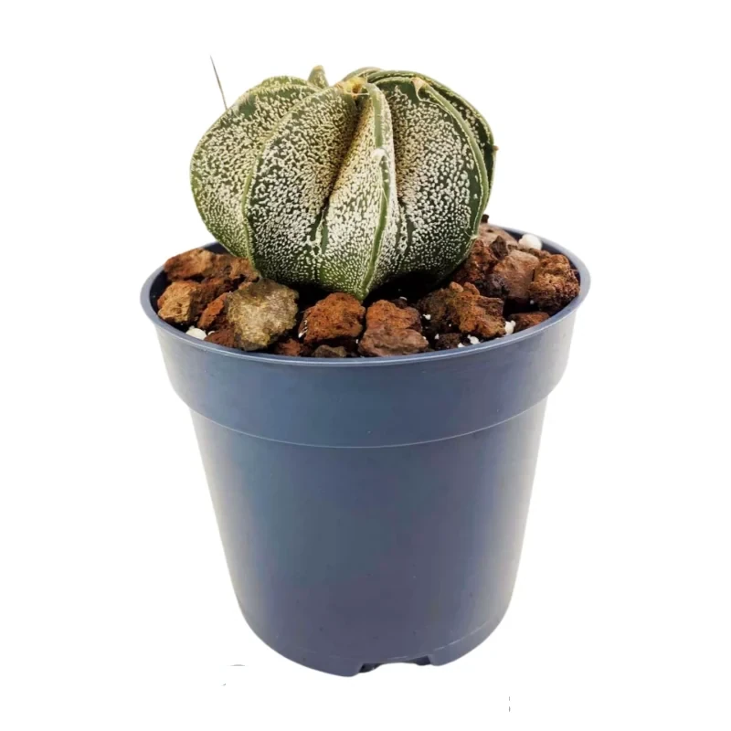 Astrophytum myriostigma 'Multicostatum' — Hauptfoto