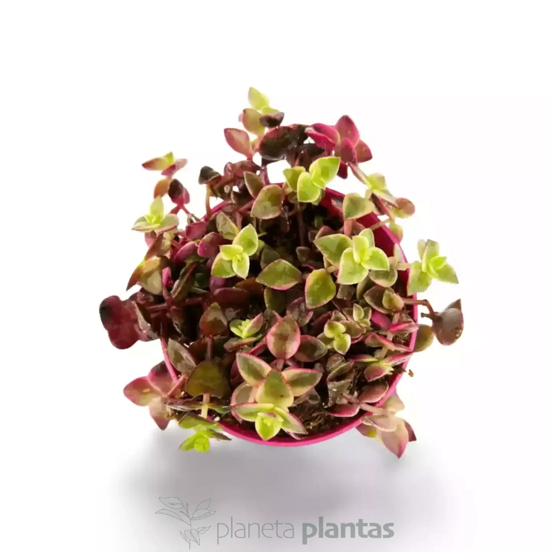 Crassula marginalis Hängekorb