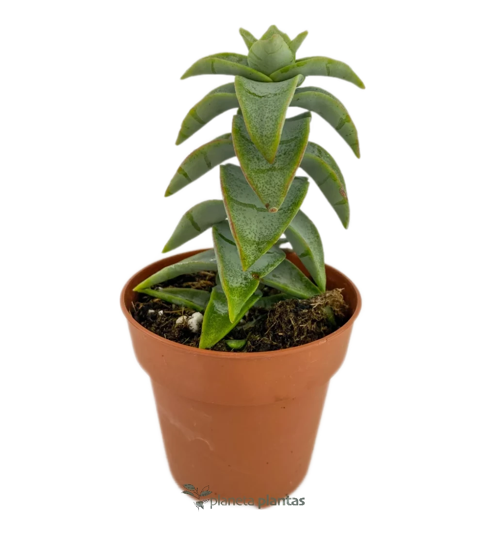 Liebeshalskette – (Crassula Perforata – Vine-Halskette)