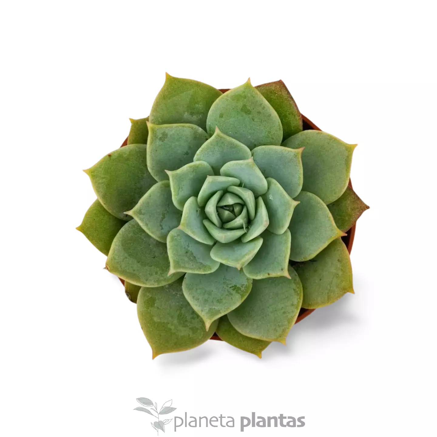 ECHEVERIA_SECUNDA_GLAUCA