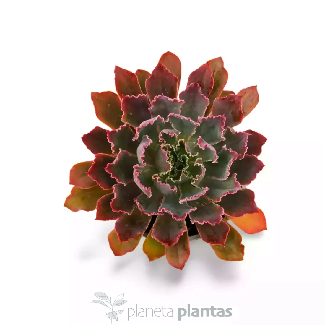 Echeveria Neon Breaker