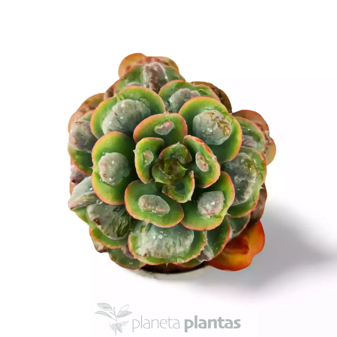Echeveria-Regentropfen