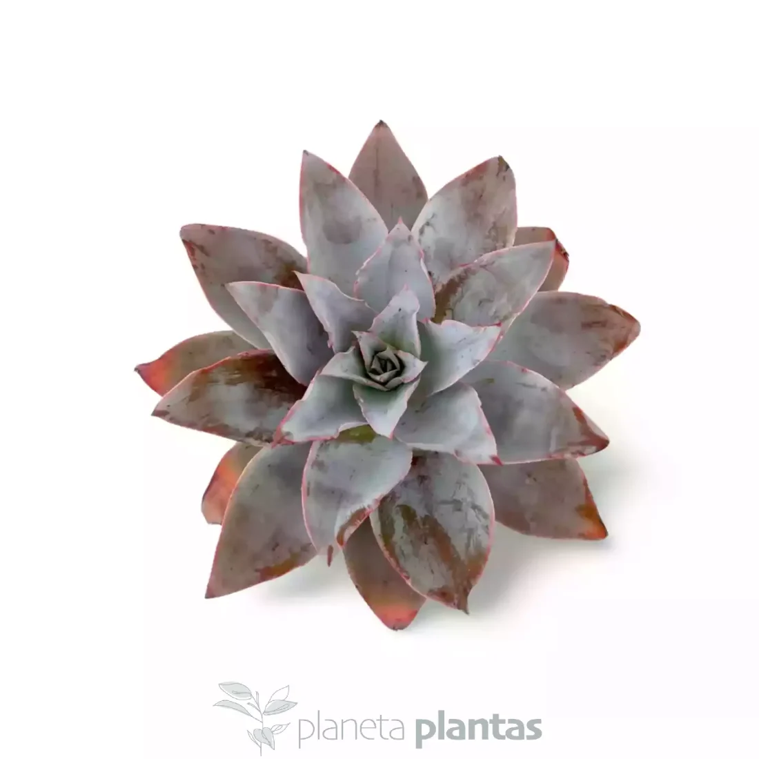 Echeveria Strictiflora
