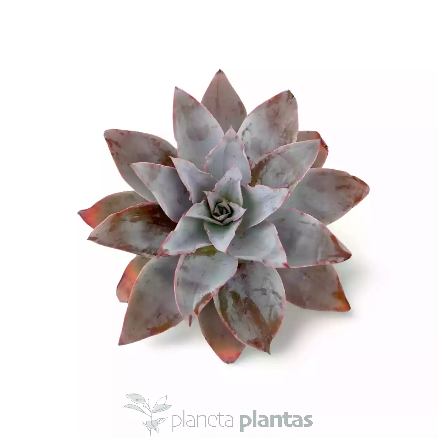 Echeveria-Strictiflora
