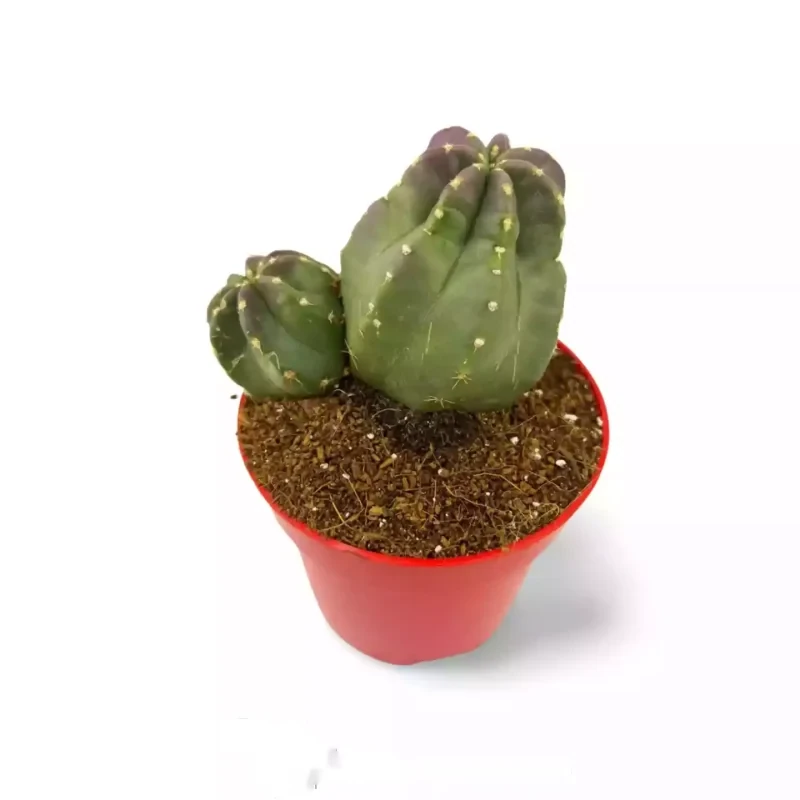 Echinocereus Coccineus DUO