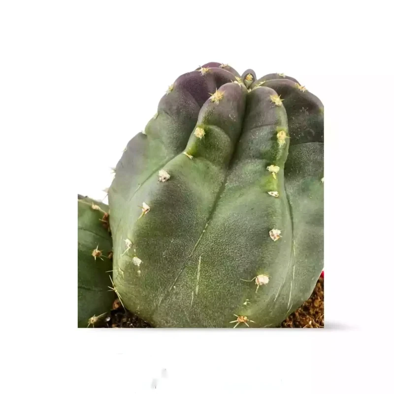 Echinocereus Coccineus DUO — Hauptfoto