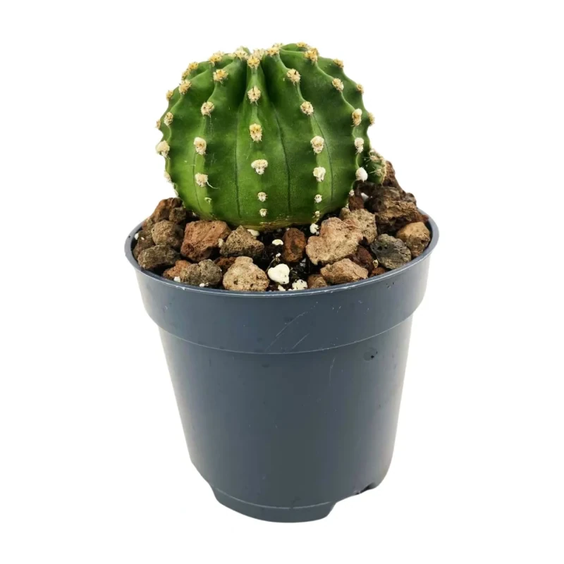 Echinopsis Subdenudata — Hauptfoto