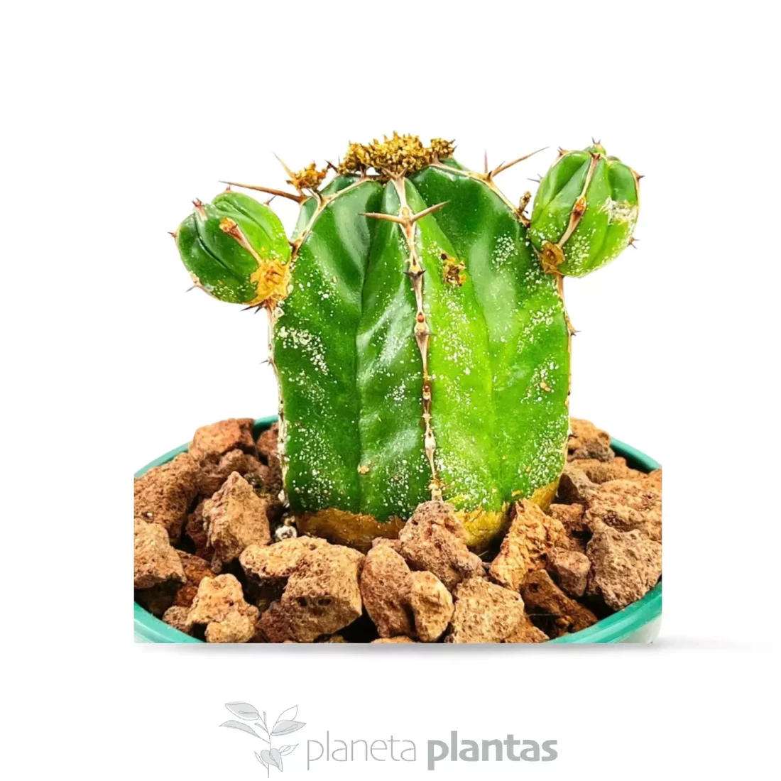 Euphorbia handiensis