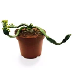 Euphorbia stellata 4