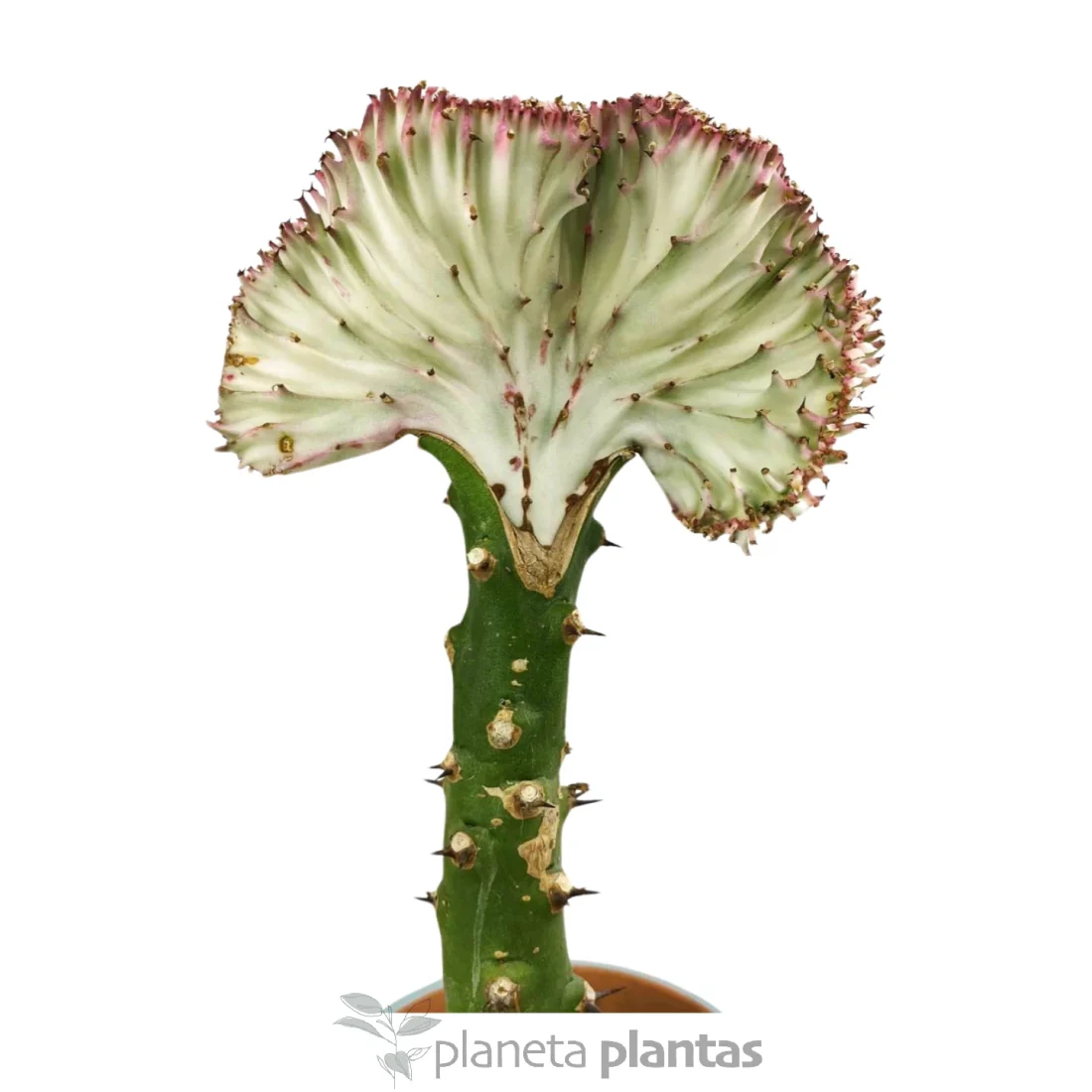 Euphorbia Lctea Cristata Rosa