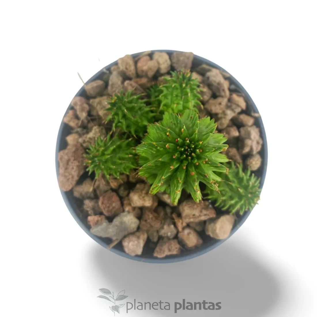 Euphorbia Susannae