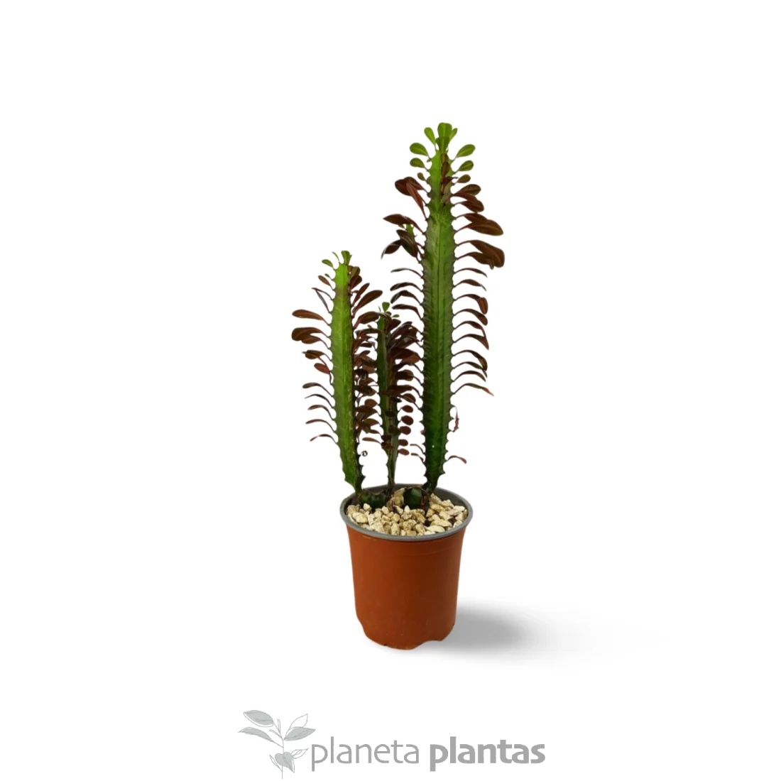 Euphorbia trigona rubra