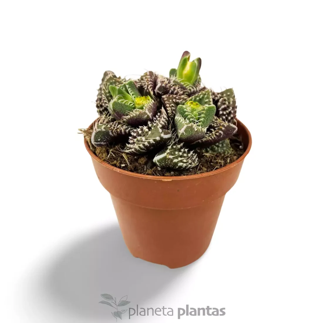 Faucaria tuberculosa