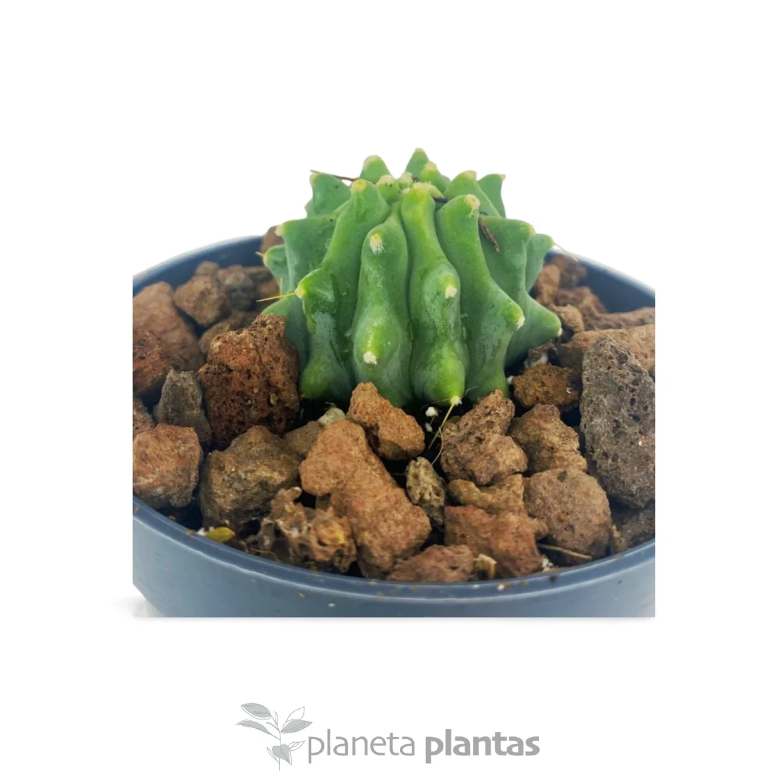 Ferocactus Glaucescens