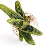 Gasteria 'Little Warty'