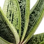 Gasteria 'Little Warty'