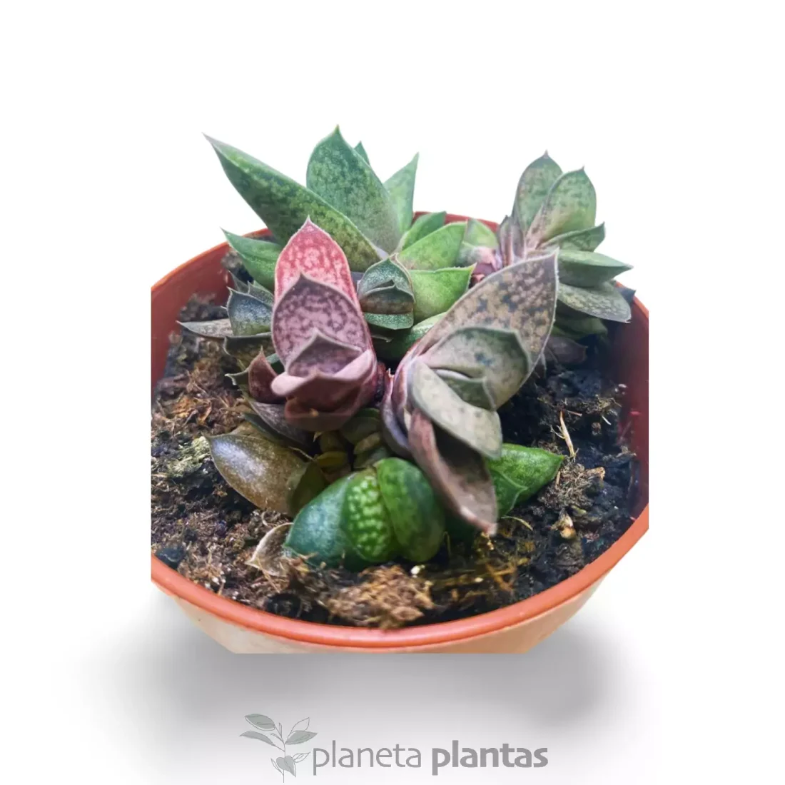 Gasteria var Pink