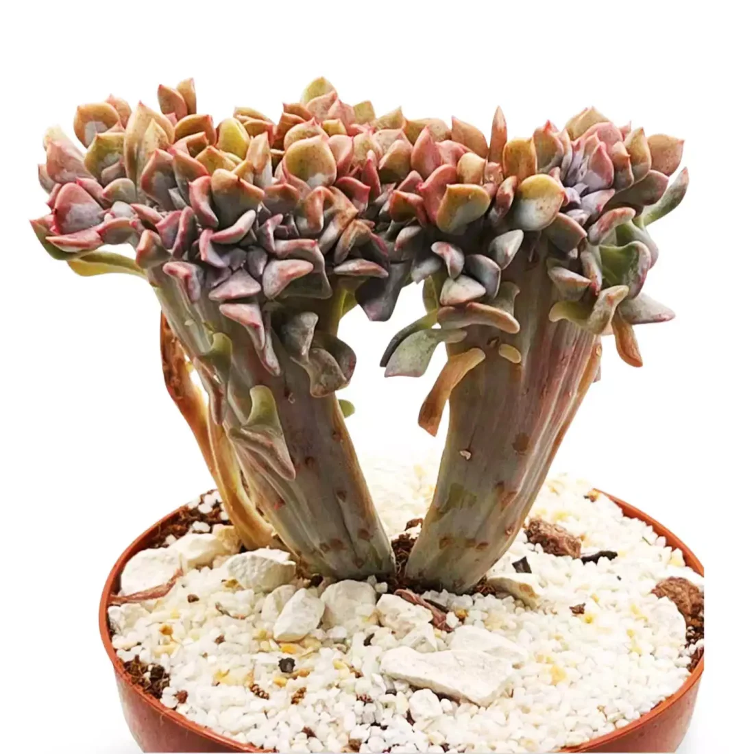 Graptoveria Fred Ives
